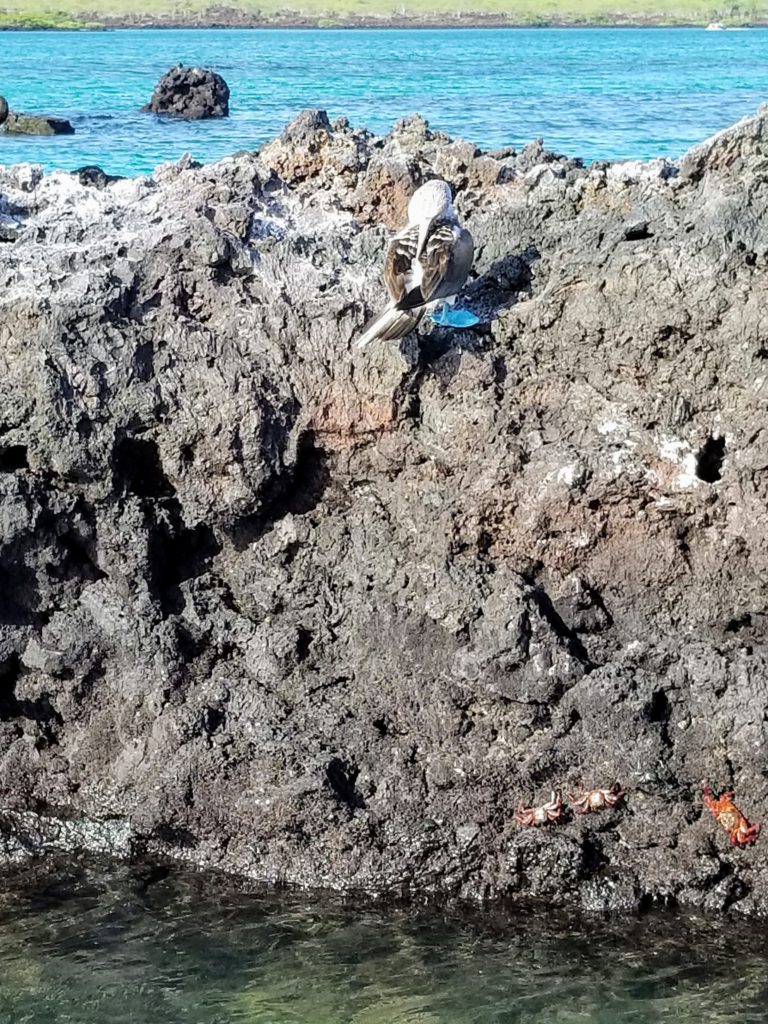 Galapagos Blue Footed Boobie