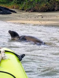 Sea lions love kayaks!