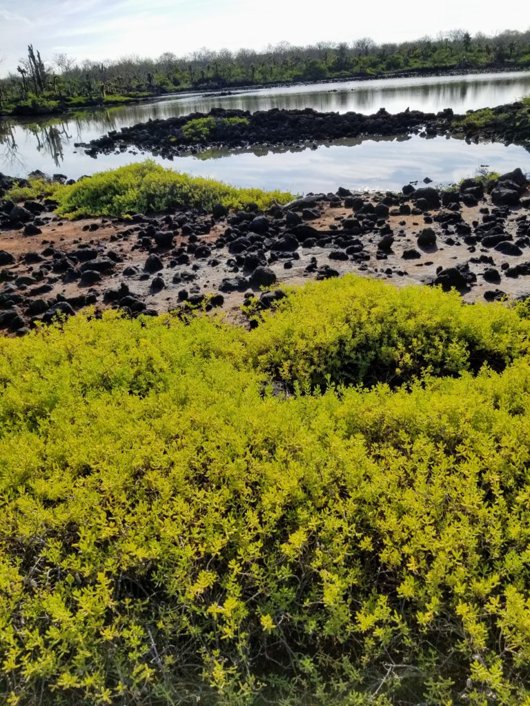 Go Astro Travel agency and silverseas bring you Galapagos Land Iguanas