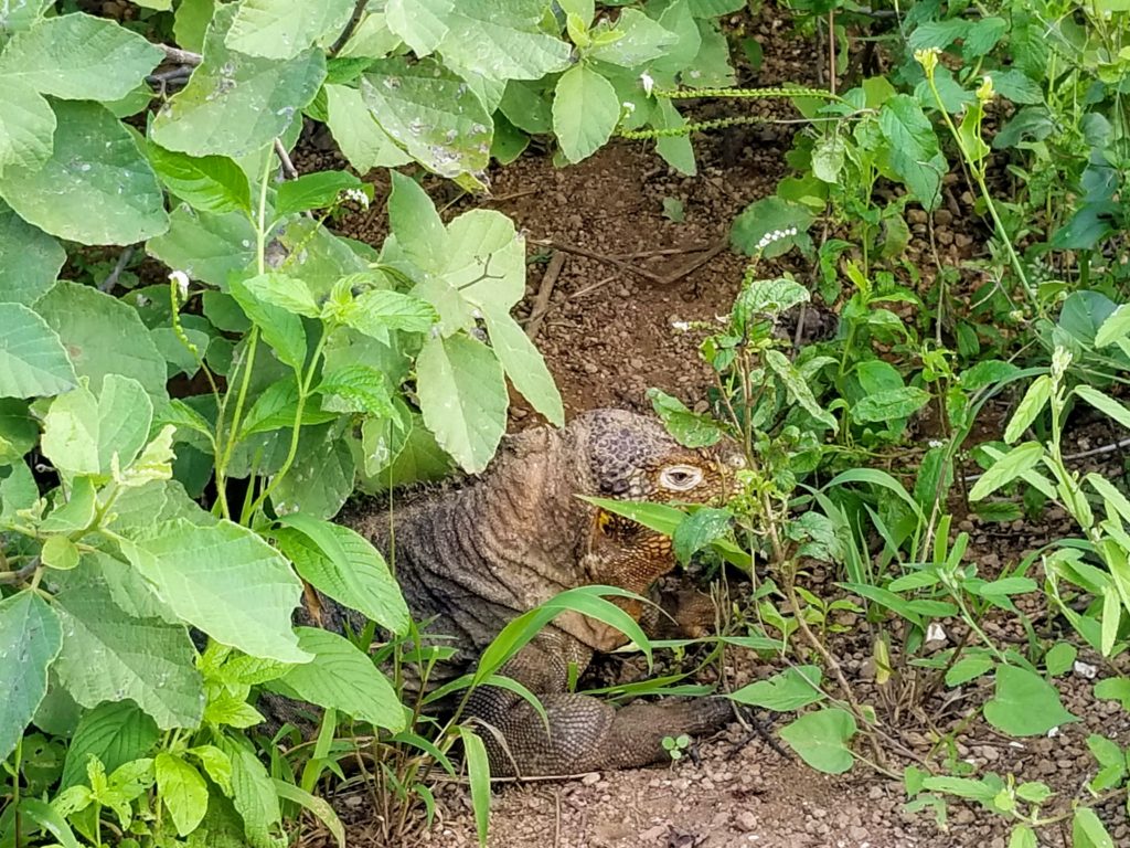 Go Astro Travel and Silverseas Galapagos Land iguanas