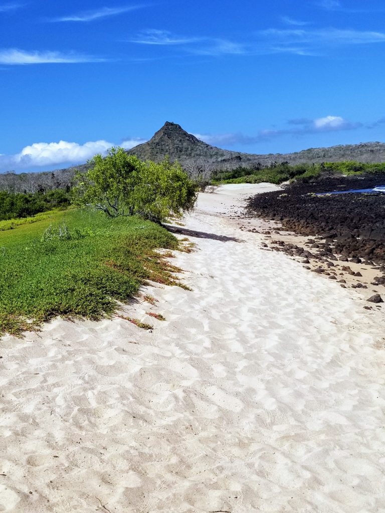 Go Astro Travel agency and silverseas bring you Galapagos Land Iguanas