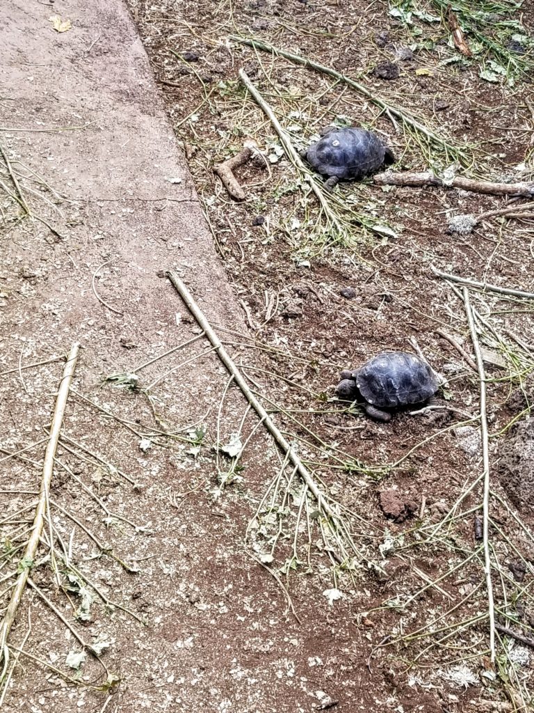 Baby tortoise