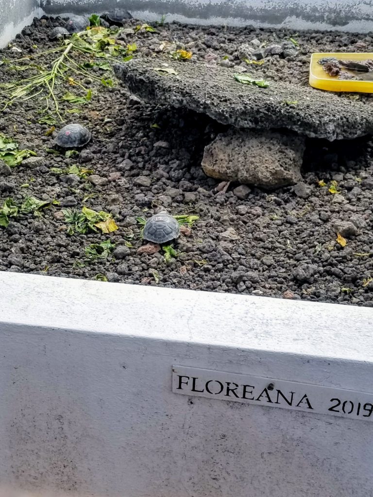 Floreanana baby tortoises