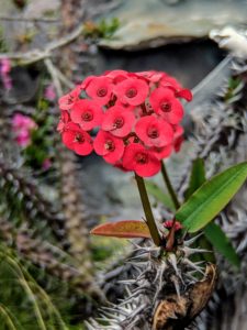 Flower in Quito