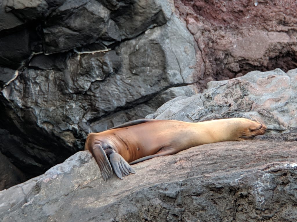 A relaxing sea lion