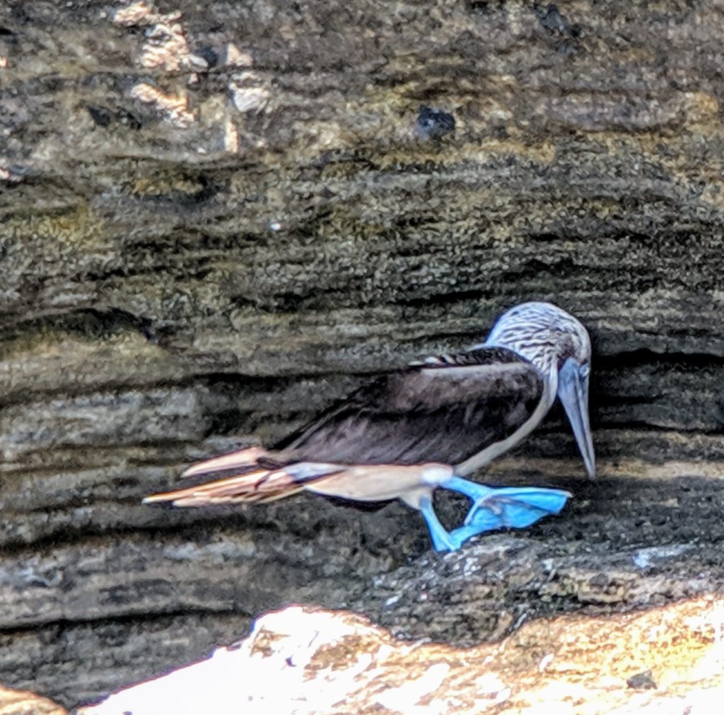 Blue footed Boobie