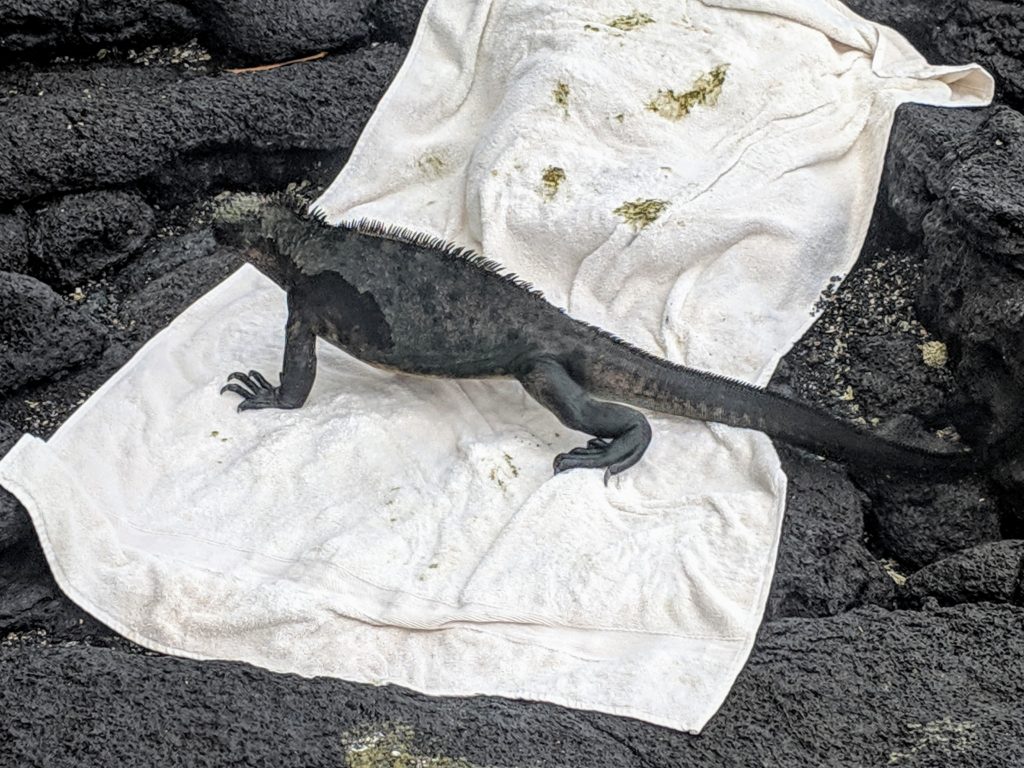 Marine iguana on towel