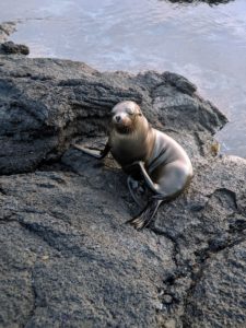 Galapagos sea lion