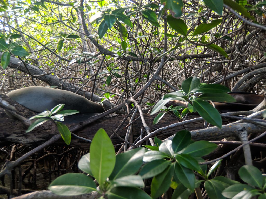 sea lion in the mangrove tree