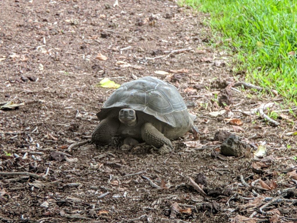 Galapagos Tortoise