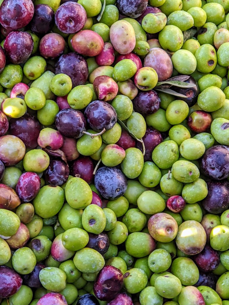 Olives in St Remy France