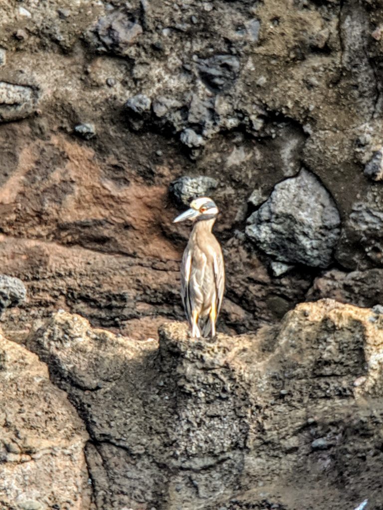 A night heron posing with bright yellow and black striped head