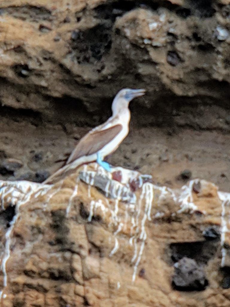 Unusual colors of wildlife on Silverseas Galapagos