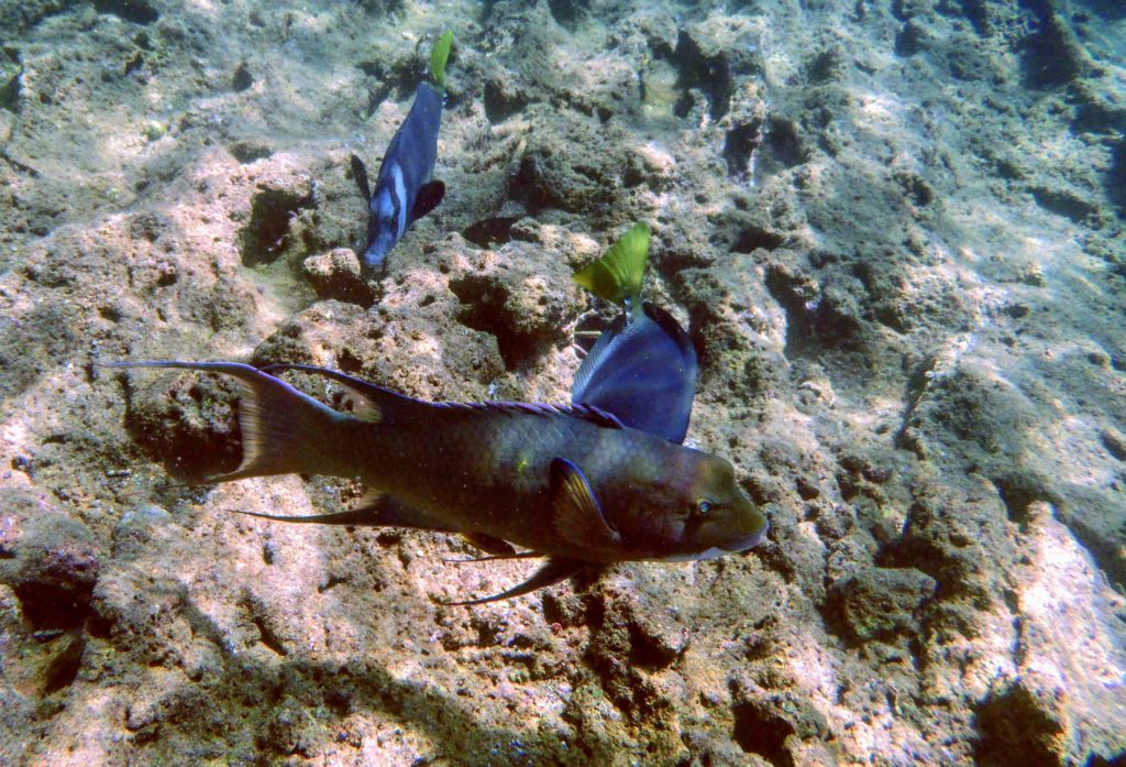 Snorkeling in Galapago