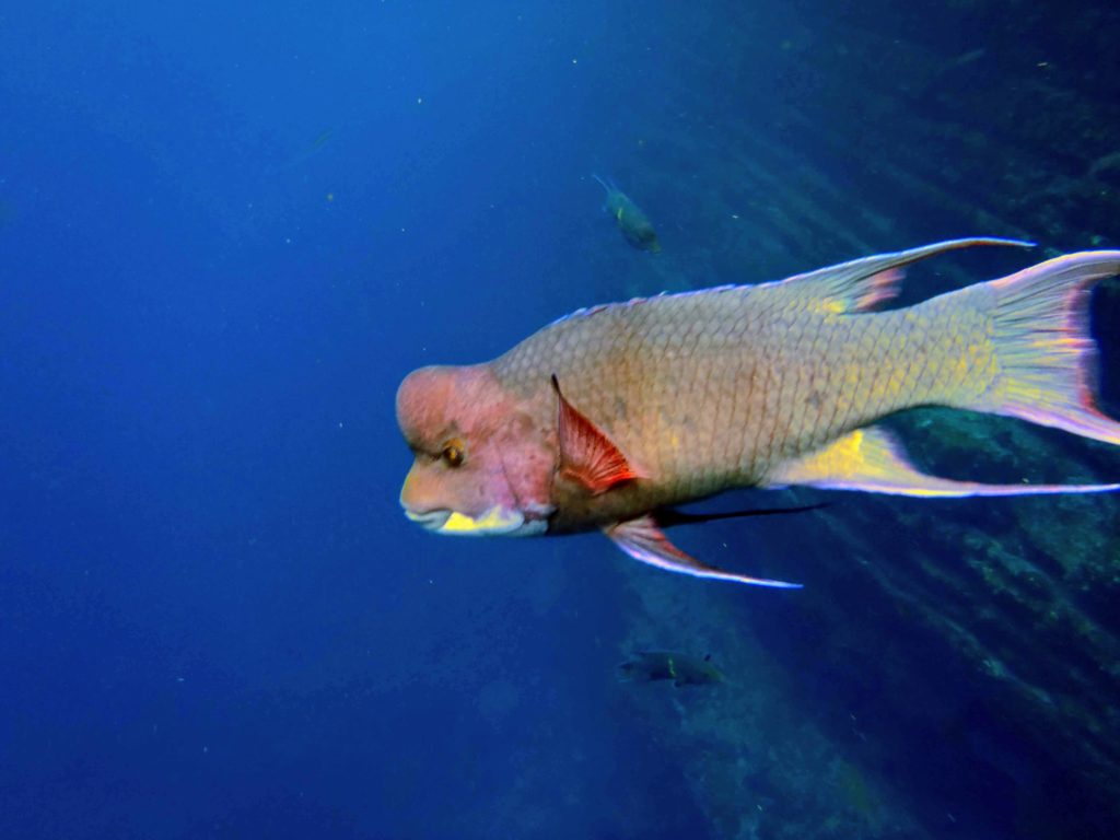 Snorkeling off the Galapagos