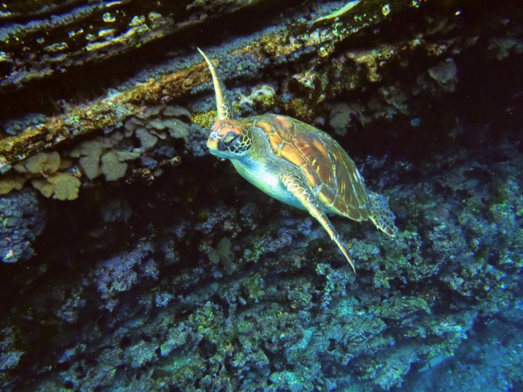 Galapagos Island snorkeling