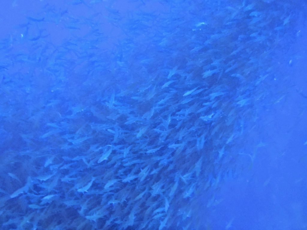 Susan Wolfson snorkeling off the Galapagos