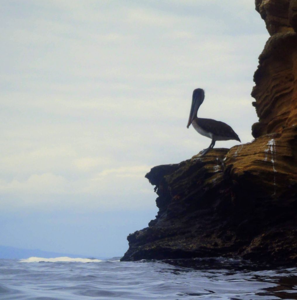 Pelican in the Galapagos
