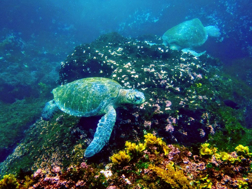 Sea Turtle swimming among coral