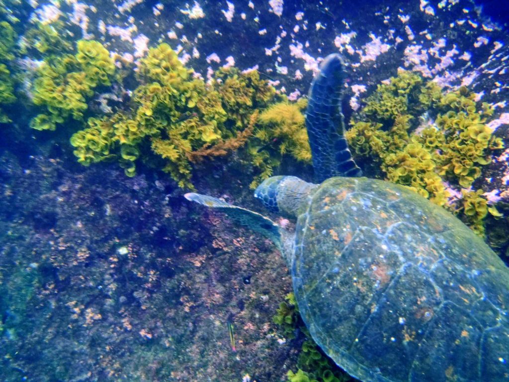 Sea Turtle foraging