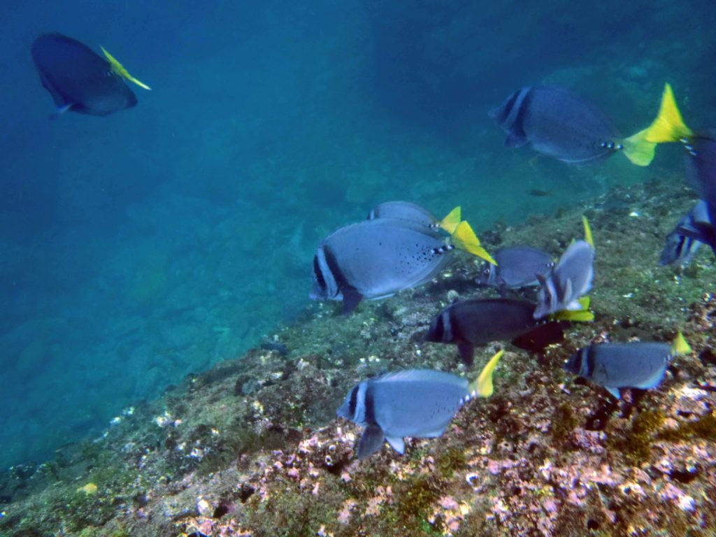 Blue Tangs