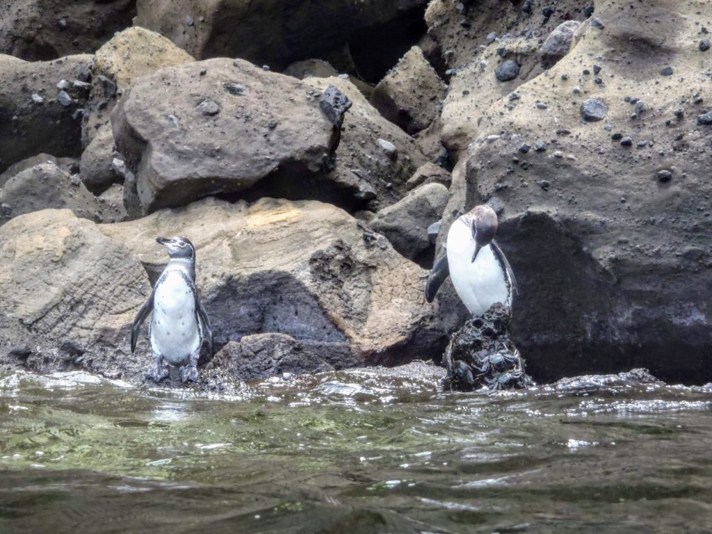 Penguins from the water