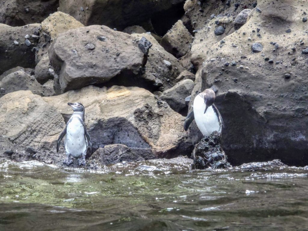 Penguins from the water