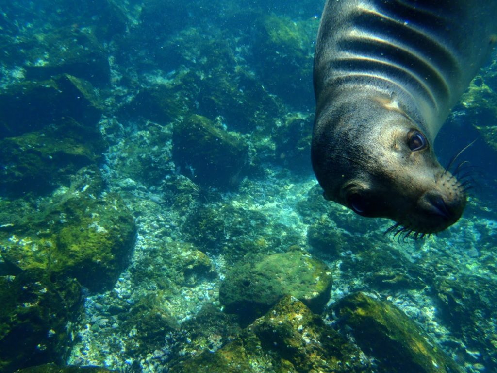 Sea Lion up close with Go Astro Travel