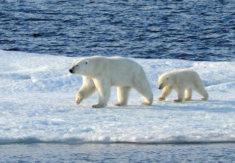 Ponant offers some great expeditions to the Artic.  The Best of Spitsbergen is just one example.